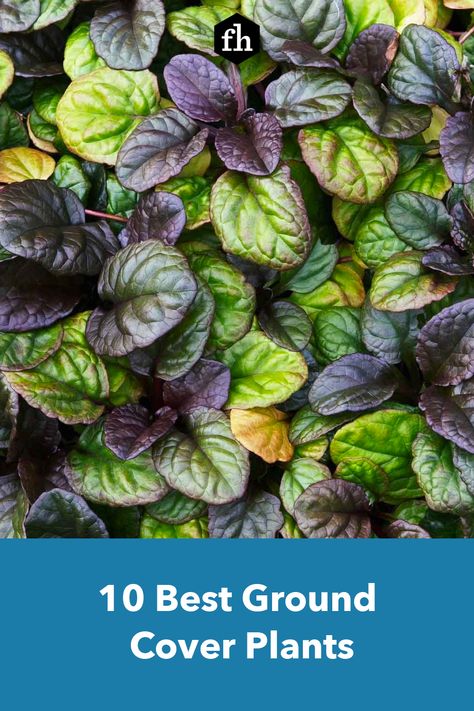 10 Best Ground Cover Plants Planting Ground Cover, Bugleweed Ground Cover, Ivy Ground Cover Landscaping, Creeping Ground Cover Plants, Front Yard Ground Cover Ideas, Purple Ground Cover Plants, Low Ground Cover Plants For Sun, Ground Cover Plants For Sun Perennials, Cheap Ground Cover Ideas