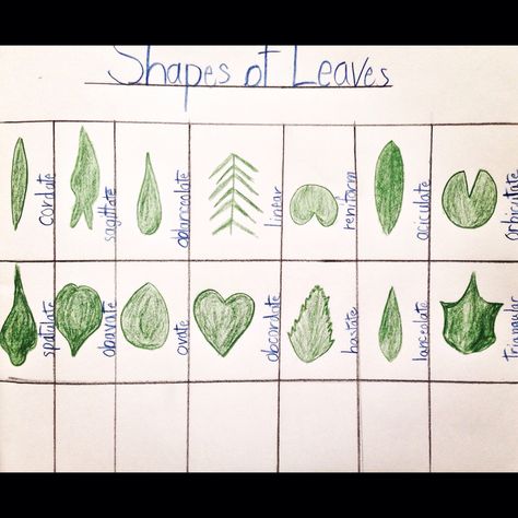 Main Lesson Book Grade 5 Waldorf homeschooling botany. Shapes of leaves. www.syrendell.blogspot.com Botany Waldorf, Waldorf Botany, Shapes Of Leaves, Waldorf Lessons, Botany Lessons, Steiner Waldorf Education, Waldorf Math, Waldorf Homeschooling, Waldorf Teaching