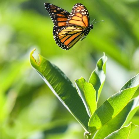 Monarch Butterfly Monarch Butterflies Photography, Butterfly Wallpaper Aesthetic, Butterflies Tattoos, Flowers For Butterflies, Aesthetic Butterflies, Butterfly Facts, Nails Butterfly, Tattoos Butterfly, Milkweed Plant