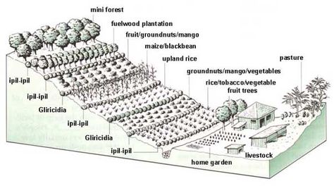 Hillside Farming, Hillside Farms, Landscape Engineer, Green Revolution, Global Population, Tiered Garden, Hillside Landscaping, Agricultural Land, Green Acres