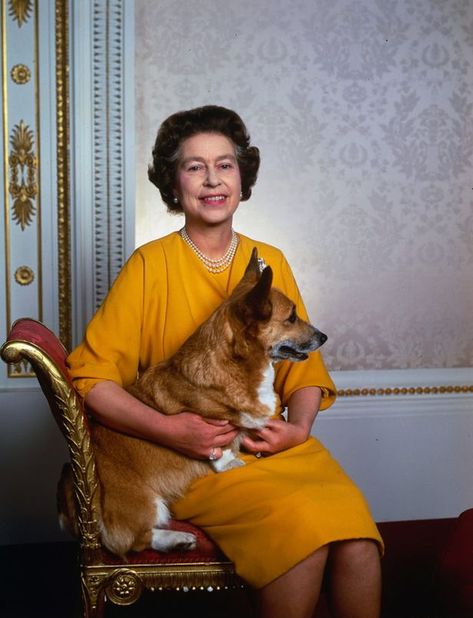 1985: A lapdog corgi poses for portrait London Bridges, Corgi Dogs, Rainha Elizabeth Ii, Queen E, Reine Elizabeth Ii, Hm The Queen, English Royalty, Royal Family England, Reine Elizabeth