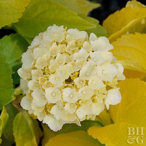 Yellow Hydrangea Propagating Hydrangeas, Yellow Hydrangea, Hydrangea Care, Sun Goddess, Hydrangea Garden, Hydrangea Macrophylla, Planting Hydrangeas, Garden Care, Hydrangea Flower