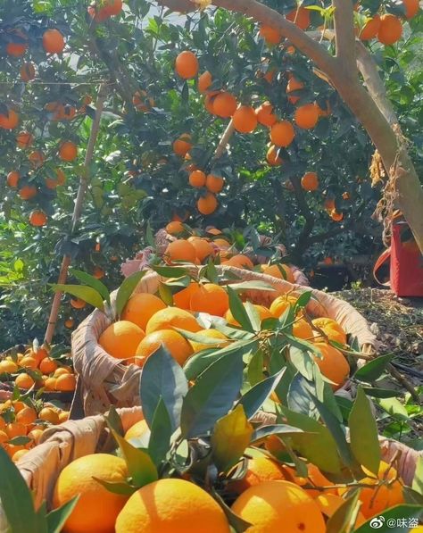 Orange Farm, Mediterranean Aesthetic, Yummy Comfort Food, Orange Fruit, Summer Feeling, Orange Cat, Strawberry Shortcake, Fruit Trees, Peaches