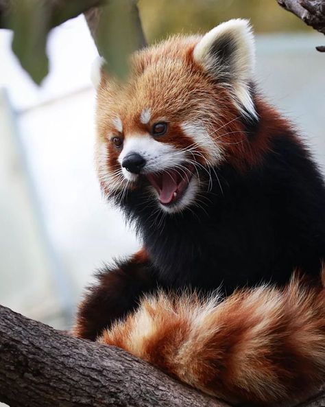 Red Panda Cute, Red Panda Baby, Cute Dog Photos, Panda Love, Warm Fuzzies, Rare Animals, Red Panda, Ocean Creatures, Cute Panda