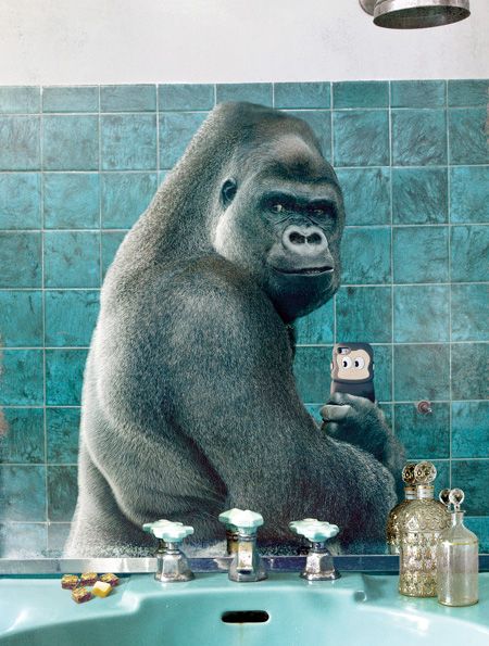 Animal Selfies Comedy Anime, Best Selfies, Great Ads, Epic Photos, Taking Selfies, Animal Facts, Photo Series, Take A Shower, Primates