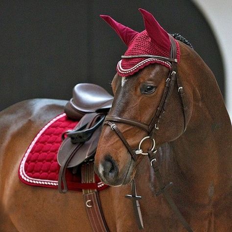 Red Tack Sets, Horse Riding Aesthetic, Horse Facts, Equestrian Aesthetic, Red Horse, English Bridle, Bay Horse, Horse Equipment, Horse Gear