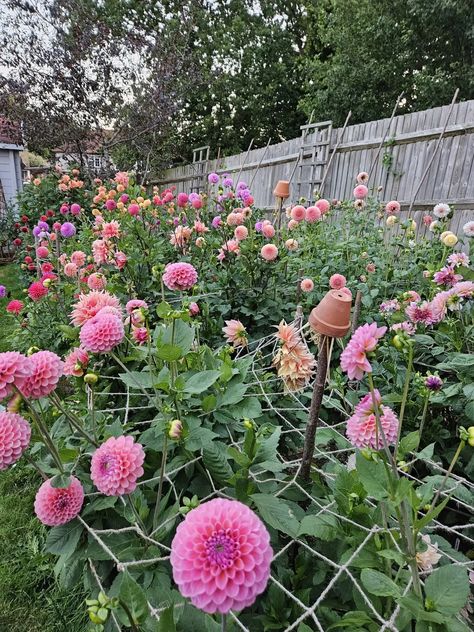 Dozens of pink, purple, and orange dahlias in a dahlia row Dahlia Patch, Dahlia Farm, Teacup Flowers, Diy Bucket, Nature Friendly, Flower Bucket, Flower Farmer, Flower Patch, Dahlia Flower