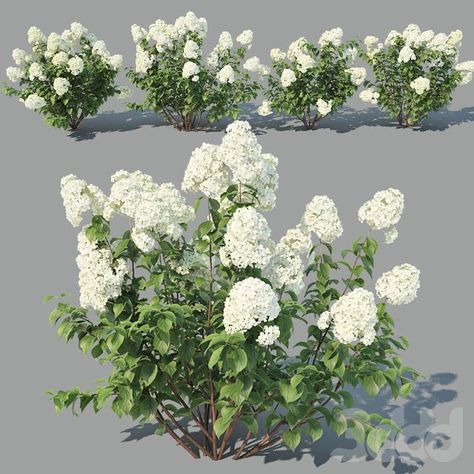 Peony Bush, Bush Garden, Collage Pieces, Hydrangea Quercifolia, Landscape Design Drawings, Photoshop Rendering, Tree Textures, Flower 3d, Hydrangea Paniculata