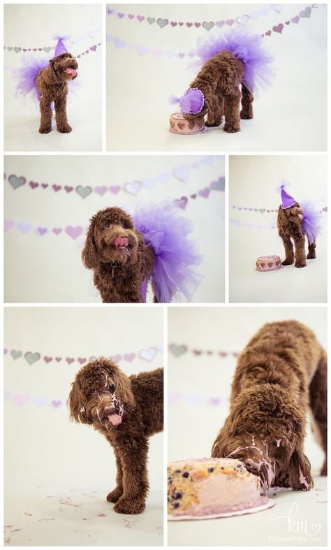 Dog Birthday Pictures, Doggy Birthday, Dog First Birthday, Dogs Birthday, Puppy Birthday Parties, Puppy Photography, Puppy Cake, Dog Birthday Cake, Dog Photoshoot