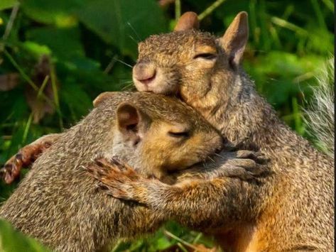 Hugging Squirrels Wins Forest Preserve Photo Contest Praying Animals, Cute Animals Hugging, Funny Squirrel Pictures, Illustrated Novel, Hugging Drawing, Animal Hugs, Squirrel Pictures, Squirrel Funny, Amazing Animal Pictures