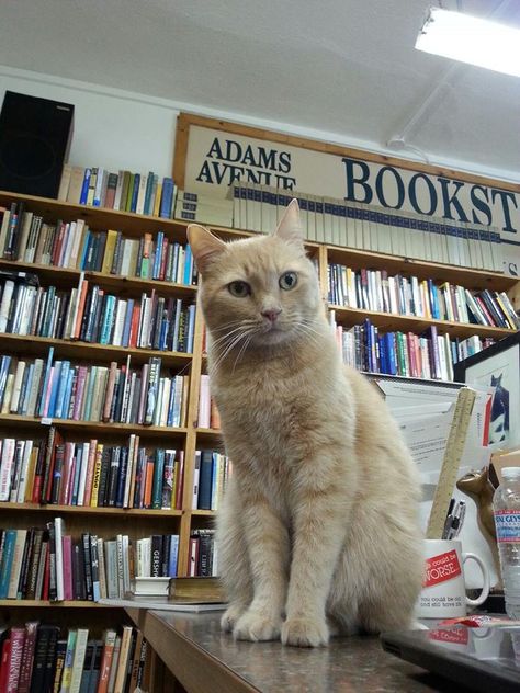 Bartleby, Bookstore Cat at Adams Avenue Books Bookstore Cats, Orange Cats, Cat Books, Cat Boarding, Ginger Cats, Orange Cat, Book Store, Book Shelf, All About Cats