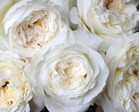 David Austin Patience - Garden Rose - Roses - Flowers by category | Sierra Flower Finder Patience Rose, Sicily Wedding, Short Vase, Tea Varieties, Bridal Roses, Rose Varieties, Garden Types, David Austin Roses, Rose Fragrance