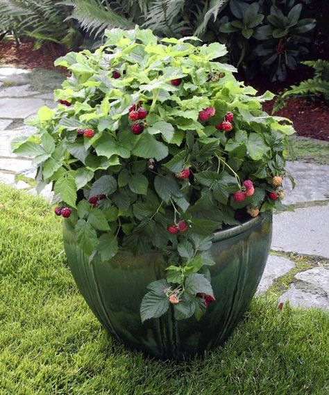 Raspberries will grow happily in a container on your patio. Great idea for any vine berries- will keep them from completely taking over. Fruit Bushes, Tanaman Pot, Have Inspiration, Garden Containers, Growing Fruit, Garden Show, Fruit Garden, Veggie Garden, Growing Food