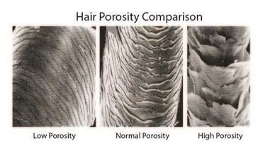 Hair Porosity Test, Older Hair, Hair Chart, Natural Hair Problems, Hair Education, Hair Science, Porous Hair, Skull Anatomy, Hair Structure