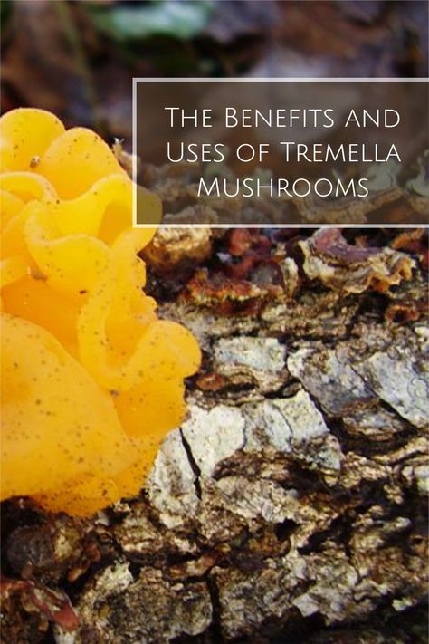 Tremella fuciformis mushrooms have a long history in East Asian culture, where they are popular for both their culinary value and nutritional content. They have numerous purported benefits for skin health, immunity, inflammation, cholesterol, and more.  Join us as we explore the current research on tremella mushrooms to find out how much truth is behind these claims. Tremella Mushroom Benefits, East Asian Culture, Tremella Fuciformis, Unusual Dessert, Tremella Mushroom, Low White Blood Cells, Functional Mushrooms, High Cholesterol Diet, Asian Inspired Salad