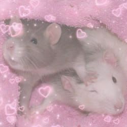 what is your aesthetic? - Quiz Aesthetic Gif, Wallpaper Aesthetic, Mice, Rats, I Hope, Gif, Pink