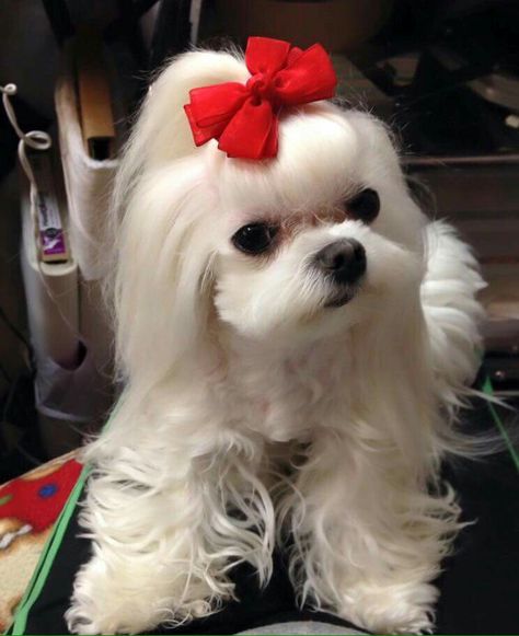 Korean Maltese, Baby Maltese, Maltese Breed, Cute Fluffy Puppies, Shitzu Dogs, Dog Angel, Maltese Puppies, Dog Haircuts, Havanese Dogs