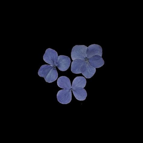 Blue Aesthetic Flowers, Dark Blue Png, Flowers Transparent, Black And Blue Wallpaper, Flowers Black Background, Flower App, Blue Png, Zestaw Ikon, Dark Blue Flowers