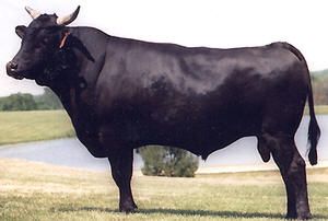 Breeds - Wagyu. This is the perfect ribeye producers. Much like Kobi beef, beautiful marbling. 8 steaks, 8oz. ea. $239.95 roughly $30.00 ea. Wagyu Cow, Japanese Beef, Meiji Restoration, Tottori, Pull Cart, Cattle Breeds, Beef Cattle, Wagyu Beef, Cattle Farming