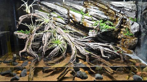 crab paludarium Vampire Crab Paludarium, Crab Paludarium, Crab Terrarium, Vampire Crab, Biotope Aquarium, Gecko Terrarium, Custom Aquarium, Turtle Habitat, Aquascape Design