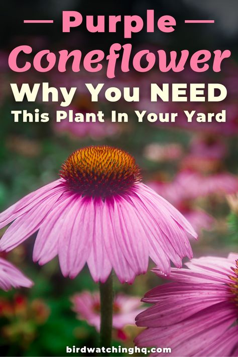 Cone Flowers Landscaping, What To Plant With Coneflowers, Coneflower Landscaping, Florence Garden, Purple Coneflower Uses, Survival Plants, Clasping Coneflower, Purple Cornflower, Purple Cone Flower