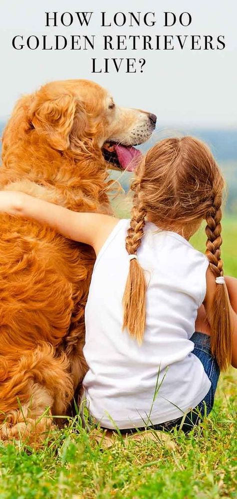 Today we share 40 unbelievable Golden Retriever facts! Amaze your friends with info about their colors, behavior, temperament and traits. Golden Retriever Personality, Golden Retriever Care, Golden Retriever Facts, Puppy Funny, Cute Corgi Puppy, Golden Retriever Funny, Helpful Advice, Welsh Corgi Puppies, A Golden Retriever