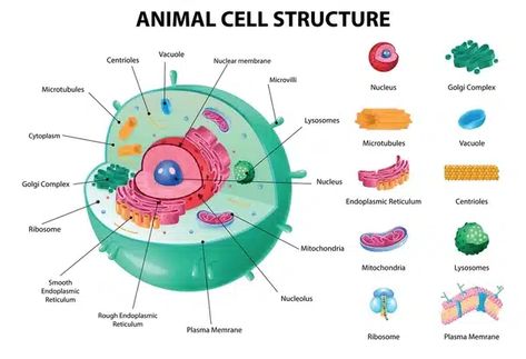 Animal Cell Diagram, Nuclear Membrane, Cell Diagram, Cell Organelles, Dna Replication, Plasma Membrane, Animal Cell, Cell Division, Nucleic Acid