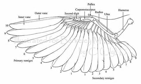 Raven Anatomy, Wings Anatomy, Eagle Reference, Bird Sketching, Wing Reference, Wing Anatomy, Dragon Reference, Swan Wings, Wings Sketch