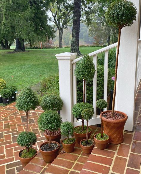 TIPS FROM A PRO: HOW TO KEEP MYRTLE TOPIARY HAPPY AND HEALTHY – Bungalow Blue Interiors Myrtle Topiary, Indoor Topiary, Live Topiary, Entertaining Hacks, Topiary Diy, Blue Interiors, Miracle Grow, Topiary Plants, Topiary Garden