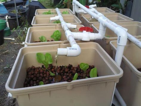 Aquaponics Design, Backyard Aquaponics, Aquaponics Diy, Aquaponic Gardening, Aquaponics System, Growing Fruit, Hydroponic Gardening, Grow Your Own Food, Gardening For Beginners