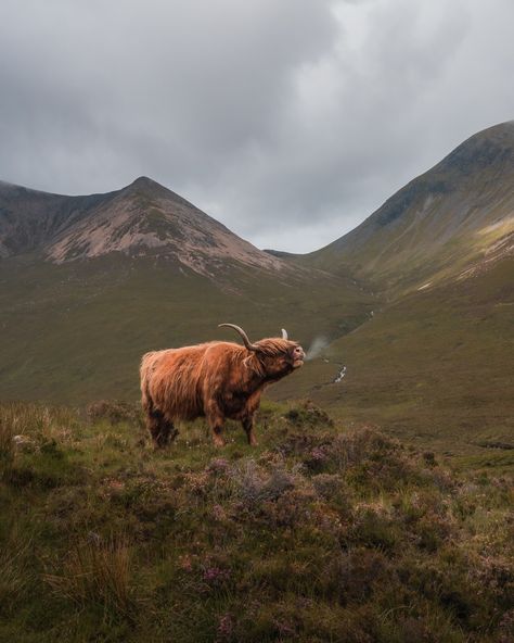 On our trip to Scotland we went in search of the legendary Scottish Highland Coo! If you haven't seen them, have you really seen to Scotland? 😃 #Scotland #coo #Highland #cows #roadtrip #Scottish Scotland Mountains, Scotland Photography, Highland Coo, Trip To Scotland, Scotland Road Trip, Fairy Pools, Castles In Scotland, Skye Scotland, Highland Cows