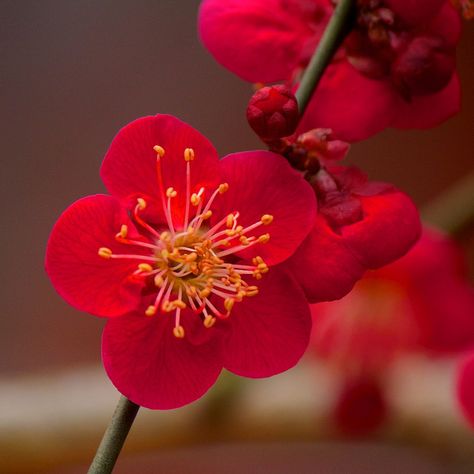 Red plum blossoms at Kitano Tenmangū Shrine in Kyoto, by KyotoDreamTrips, via Flickr Red Sakura Flower, Red Plum Blossom, Flowers Black Background, Website Home Page, Red Cherry Blossom, Apricot Blossom, Flower Bedroom, Plum Blossoms, Cherry Flower