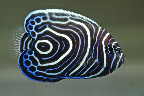 Emperor Angelfish juvenile Emperor Angelfish, Salt Water Fish, Underwater Animals, Cool Fish, Beautiful Sea Creatures, Water Animals, Marine Fish, Underwater Creatures, Reef Aquarium