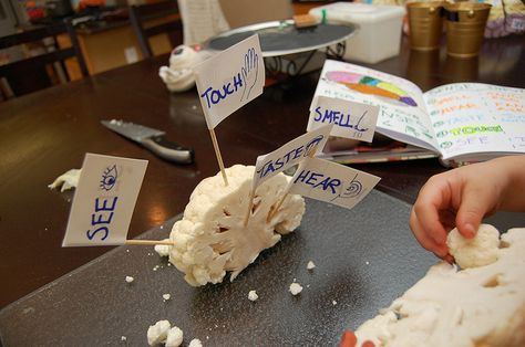 Mapping the cauliflower brain. Help kids understand that different parts of the brain are responsible for decoding our different senses. Give them little "flags" to help map it out #science #preschool #brain #senses #homeschool #sciencefriday Brain Crafts For Kids, Build A Brain Project, Brain Models Diy, Brain Project Model Psychology, Human Brain Model Project, Cauliflower Brain Model, Cauliflower Brain, Human Body Bones, Brain Lobes