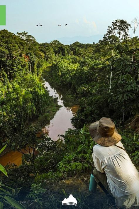 Amazon Forest Aesthetic, Peru Amazon Rainforest, Peru Jungle, Jungle Video, Peru Amazon, Peru Trip, Jungle Hike, Peruvian Amazon, Amazon Jungle