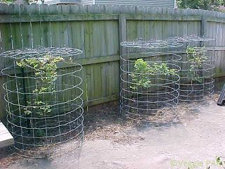 Back Yard Organic Vegetables: How I Protect My Blueberries From Birds. Blueberry Gardening, Blueberry Bush, Garden Cloche, Berry Garden, Bird Netting, Garden Netting, Blueberry Bushes, Garden Veggies, Veg Garden