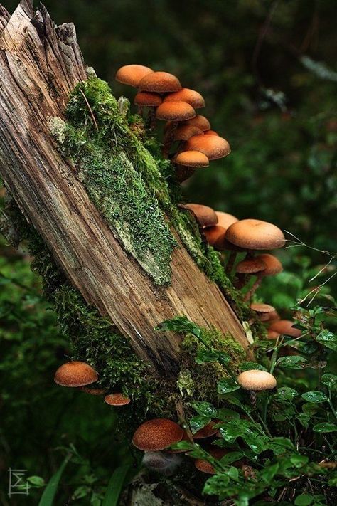 Mushroom City, Mushrooms Nature, Mushrooms Growing, Mushroom Identification, Mushroom Magic, Goblincore Aesthetic, Mushroom Pictures, Mushroom Fungi, Witch Aesthetic