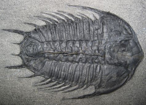 Trilobite - Cambrian Period - the first geological time period of the Paleozoic Era (the "time of ancient life"). This period lasted about 53 million years... Cambrian Era, Period Facts, Cambrian Explosion, Paleozoic Era, Changes In Life, Barton Springs, History Posters, Curious Creatures, Life On Earth