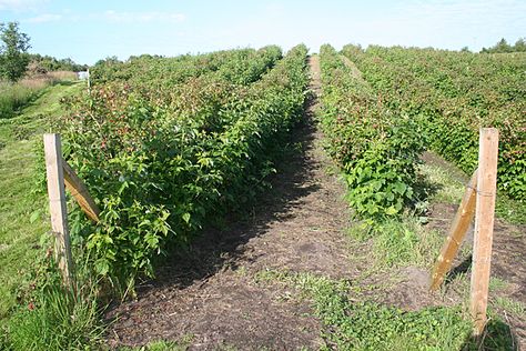 Raspberry Fields Raspberry Field, Fruit Growing, Berry Patch, Garden Farm, Berry Picking, Potager Garden, Farm Gardens, Gardening Ideas, Fruit Trees