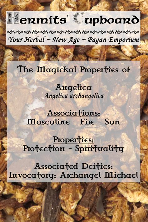 Would you like to add Angelica to your magick?  Visit us today to purchase your package of Angelica.   Available in 14g (0.5 oz.) and 28g (1 oz.) packages. Devils Claw Witchcraft, Herb Correspondences, Angelica Herb, Devils Claw, Spell Ingredients, Herb Magic, Medical Plants, Food Magic, Herbal Oils