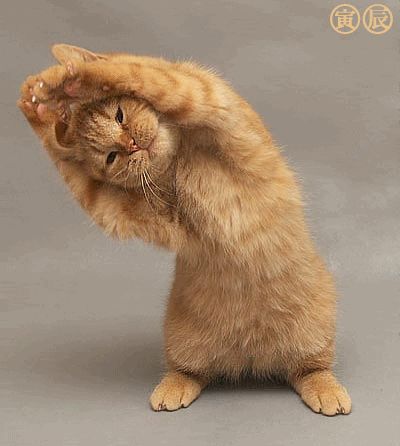 Time to stretch. Something I know I am good at. | Community Post: What It's Like Working Out At My University's Gym Yoga Humor, Cat Vs Dog, Söt Katt, Cat Yoga, Funny Cat Pictures, Crazy Cat Lady, 귀여운 동물, Crazy Cats, Cat Pics