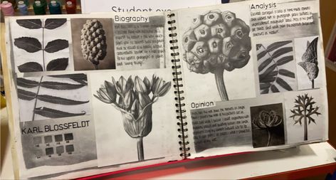 Light And Dark Textiles Gcse, Karl Blossfeldt Artist Research Page, Karl Blossfeldt Sketchbook Gcse Art, Artist Research Page, Artist Research, Karl Blossfeldt, Art Examples, A Level Art Sketchbook, Henry Moore