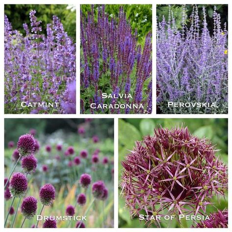 Allium Landscaping Ideas, Allium Companion Plants, Allium Landscaping, Allium Garden Design, Allium Flowers Landscaping, Allium Garden, Perennial Garden Design, Allium Flowers, Slow Flower