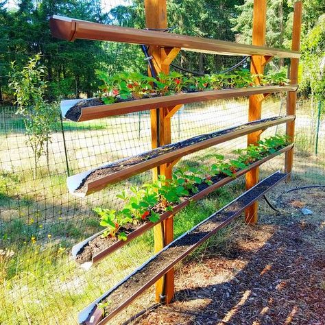 Strawberry Beds, Gutter Garden, Strawberry Garden, Plants Growing, Farm Tables, Veg Garden, Home Vegetable Garden, Pierce Brosnan, Outdoor Diy