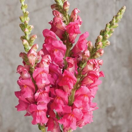 ANTIRRHINUM POTOMAC CHERRY ROSE F1 SEEDS | Half Hardy Annual Seeds Snapdragon Seeds, Spring Blooming Flowers, Flower Varieties, Full Sun Plants, Green Things, Sun Plants, Plant Spacing, Flower Gardens, Flower Food