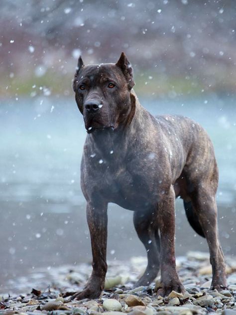 Breed ➡️ BANDOG From slovakia Pavol Hanzel /GARA BANDOG KENNEL 🐶 Salter 5 Years Old Bandog Dogs, Karelian Bear Dog, Pitbull Dogs, Fit Dogs, Mastiff Breeds, Bully Breeds Dogs, Presa Canario, Rare Dog Breeds, Scary Dogs