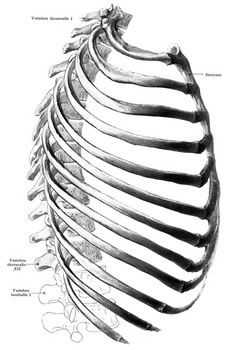 Human Rib Cage Drawing, Rib Cage Side View, Ribcage Different Angles, How To Draw Ribs Cage, Side Skeleton, Anatomy Basics, Human Body Videos, Rib Cage Drawing, Cage Drawing