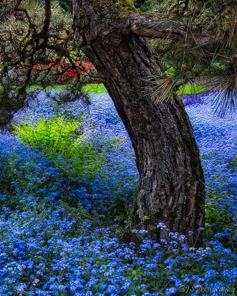 Kubota Gardens | Kubota Gardens in Seattle is beautiful, it'… | Flickr Backyard Trees, Wild Forest, Blue Garden, Trendy Flowers, Woodland Garden, Center Pieces, Garden Trees, Nature Images, Flower Photos