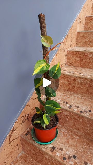 Sona Lepcha on Instagram: "Philodendron Trellis Hack: Using a Natural Branch for Climbing Support" Philodendron Brasil Climbing, Philodendron Trellis, Pothos Climbing Ideas, Indoor Climbing Plants, Climbing Plants Trellis, Gardening Indoors, Rama Seca, Branches Diy, Natural Branches