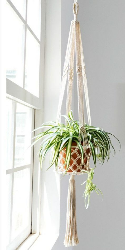 Pathos Plant, Plant Macrame, Macrame Plant Hanger Patterns, Hanging Plant Holder, Plants Decor, Macrame Hanging, House Plants Decor, Hanging Plant, Plant Holder